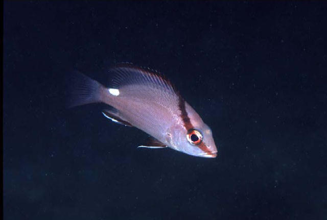 Lutjanus timorensis